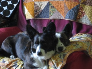 Two Cardigan Welsh Corgis on one chair!