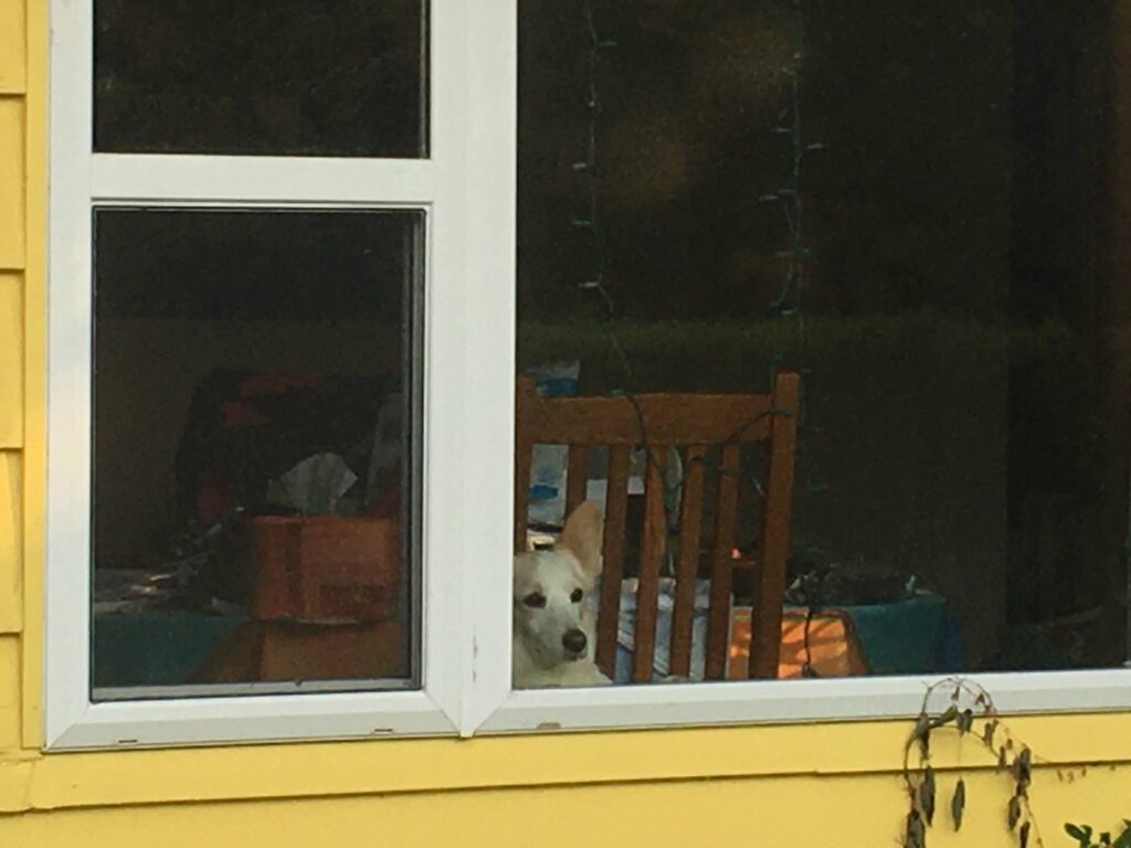 Corgi looking out a window.